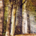 avenue, trees, deciduous trees, fall, incidence of light, leaves case, autumn landscape, idyll, quiet, walk, nature, autumn mood, trail